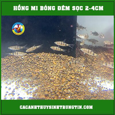 hồng mi bóng đêm sọc