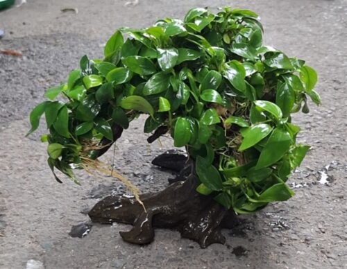 ráy bonsai