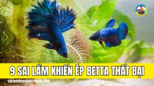 9-sai-lam-khien-ep-ca-betta-that-bai