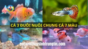 ca-3-duoi-nuoi-chung-ca-7-mau