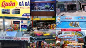 CÁ CẢNH ĐÀ NẴNG