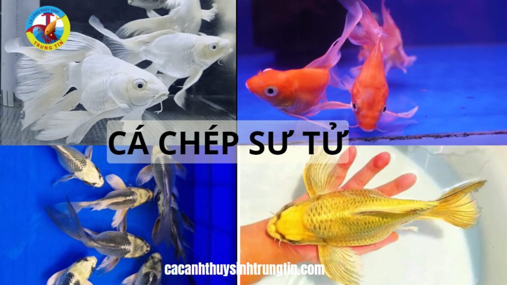 Tổng Hợp Những Loài Cá Chép Sư Tử Đẹp Nhất