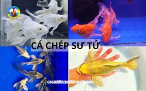 ca-chep-su-tu