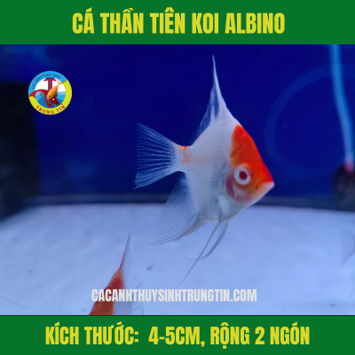 Ông Tiên Koi Abino