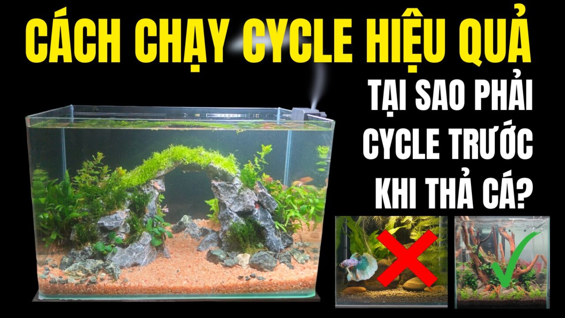 Cách Chạy Cycle Hồ Thủy Sinh Hiệu Quả Chỉ 2 Tuần