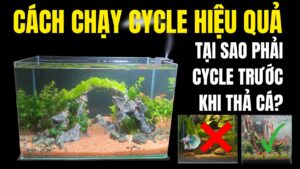 cách chạy cycle hồ thủy sinh