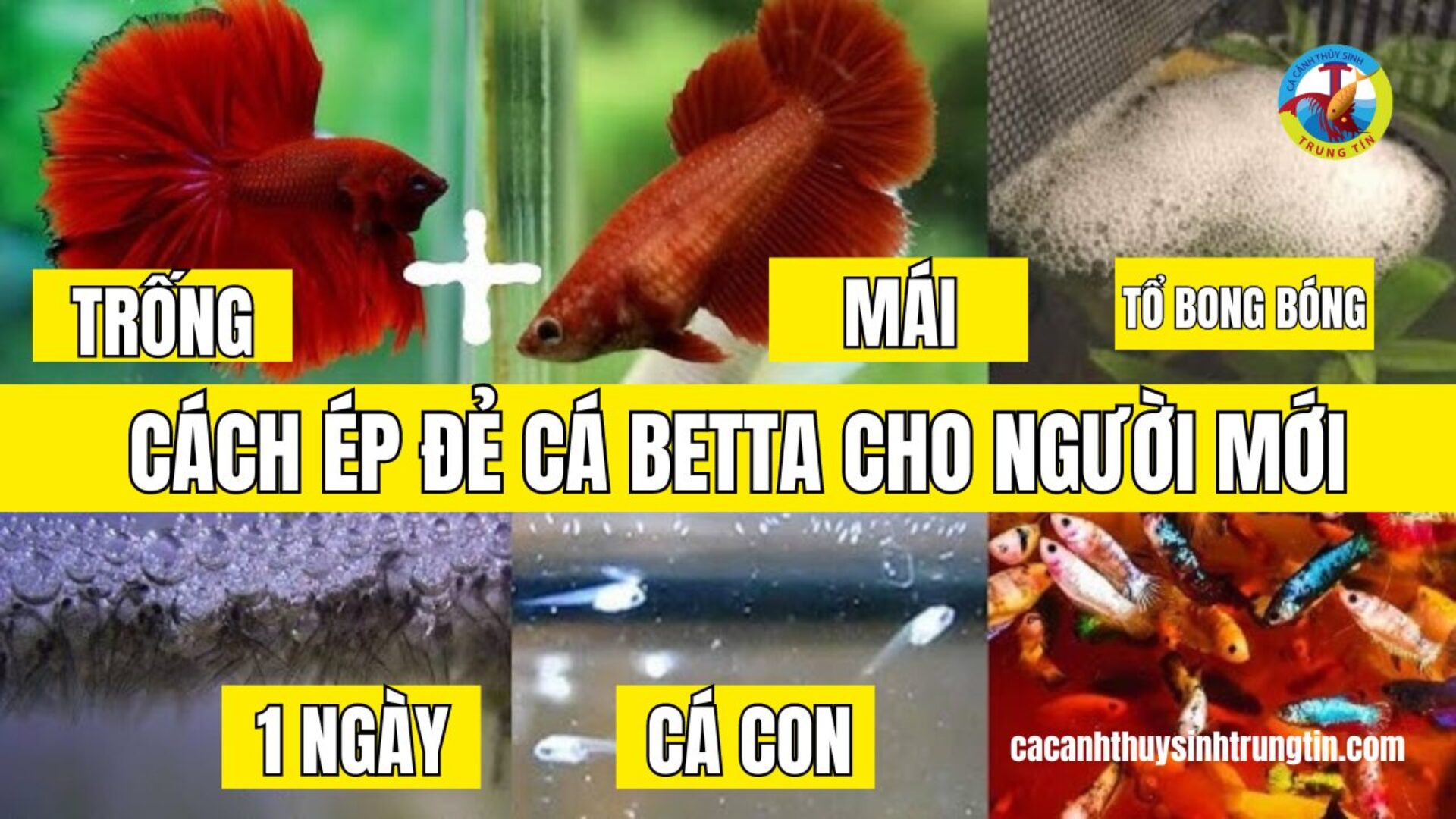 Cách Ép Đẻ Cá Betta, Chuẩn Bị Gì, Dấu Hiệu Nhận Biết Cá Mái Sẵn Sàng Đẻ, Cách Lựa giống A – Z