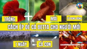 cach-de-ep-de-ca-betta-cho-nguoi-moi