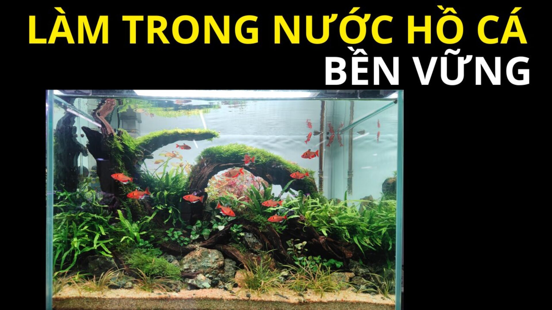 Cách Làm Trong Nước Hồ Cá Bền Vững