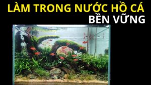 cach-lam-trong-nuoc-ho-ca-ben-vung