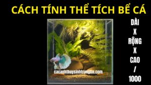 cach-tinh-the-tich-be-ca