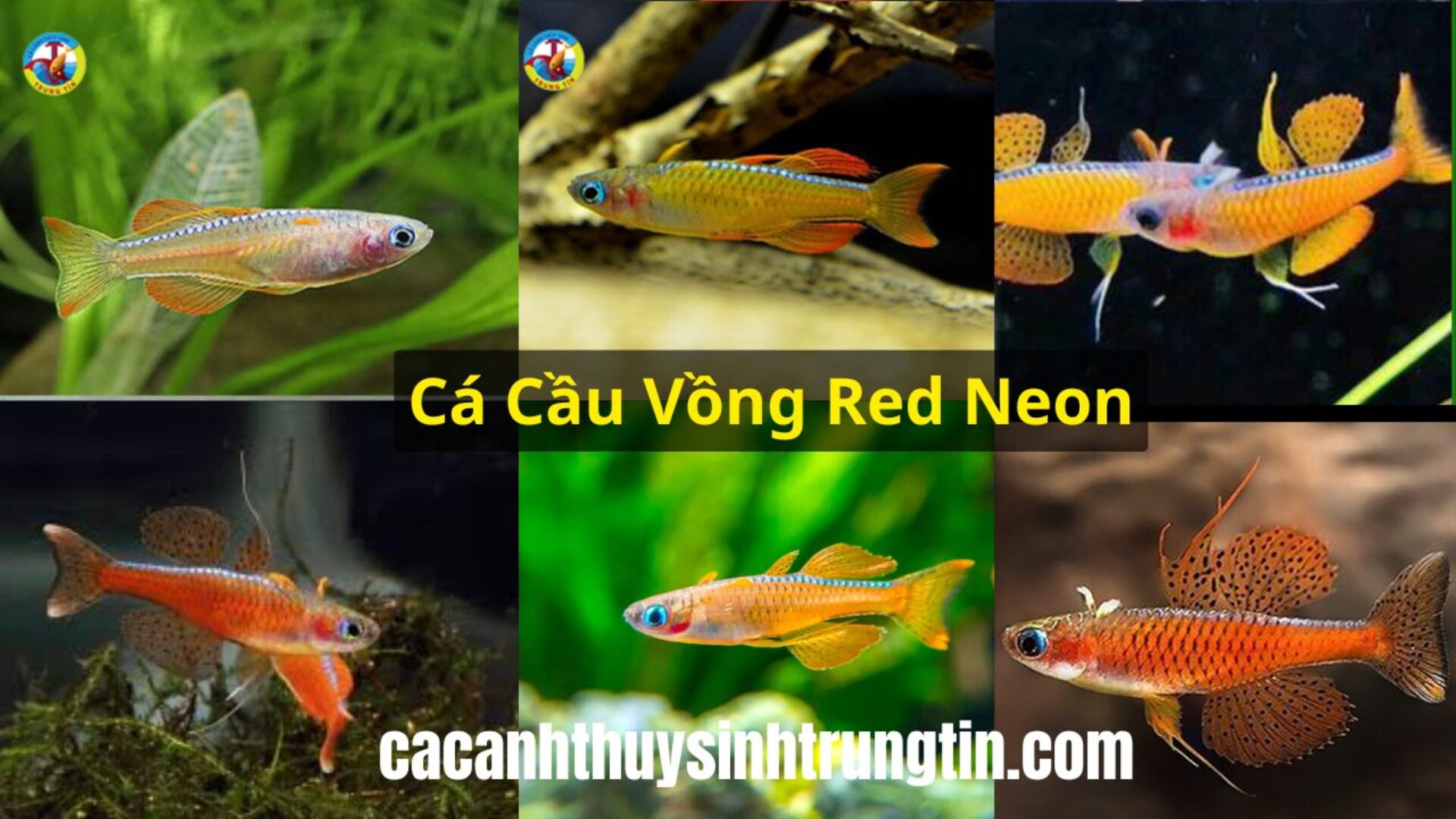 Top 30+ Các Loại Cá Cảnh Nhỏ Rẻ Tiền Dễ Nuôi