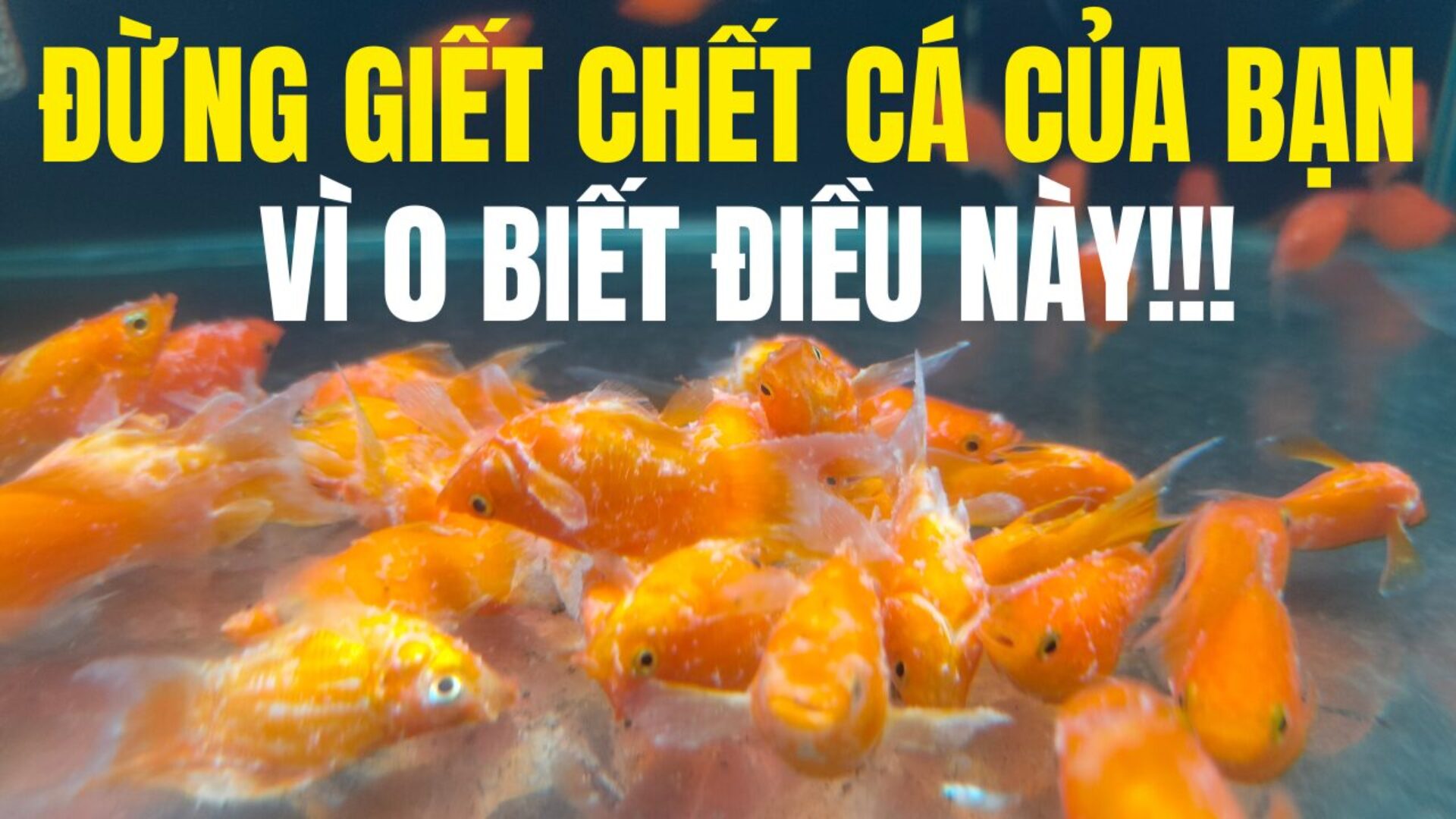 Cách Nuôi Cá Cảnh Cho Người Mới Bắt Đầu, Lí Do Nuôi Cá Hay Chết!