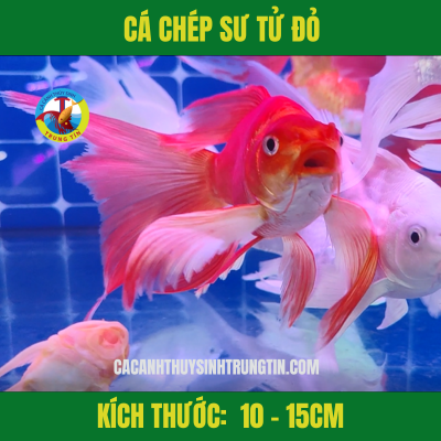 Cá Chép Sư Tử Đỏ