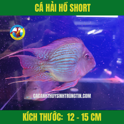 Cá Hải Hồ Short Body