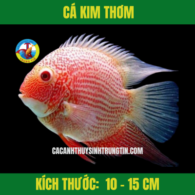 Cá Kim Thơm