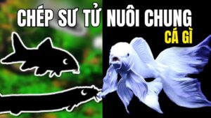 chep-su-tu-nuoi-chung-ca-gi