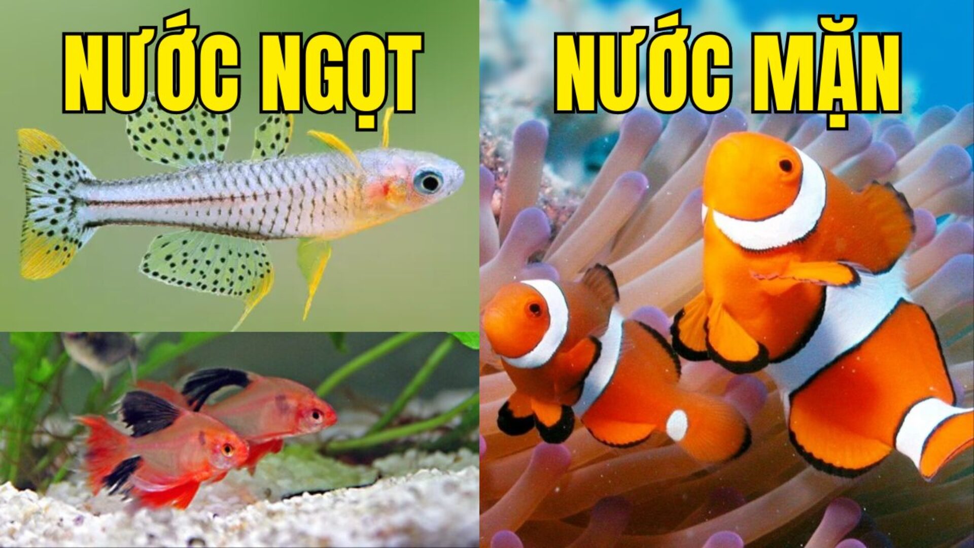 Cá cảnh nước ngọt và cá cảnh nước mặn có gì khác nhau, nên nuôi loại nào?