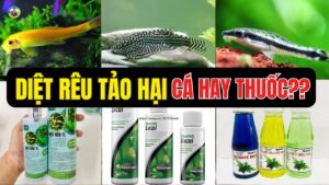 DIỆT RÊU TẢO HẠI