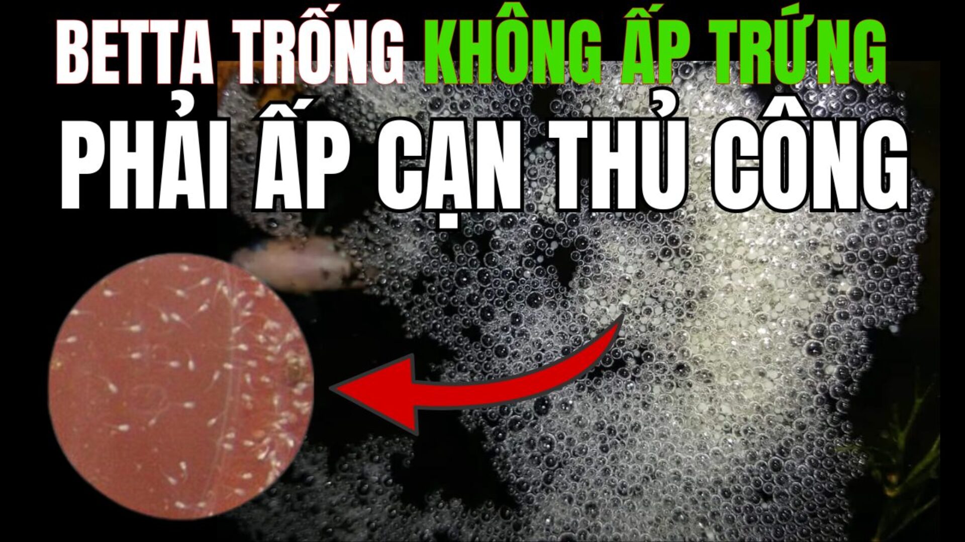 Cách Ấp Cạn Cá Betta, Ấp Trứng Betta Thủ Công Tỉ Lệ Nở Lên Tới 95%