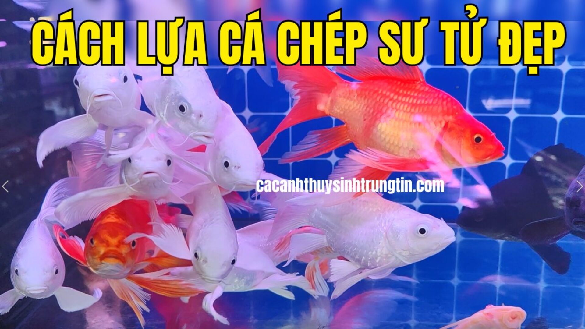 Cách Lựa  Chọn Cá Chép Sư Tử Khỏe Đẹp