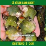 CÁ XÊCAN XANH SHORT