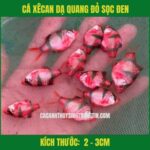 CÁ XÊCAN DẠ QUANG ĐỎ SỌC ĐEN