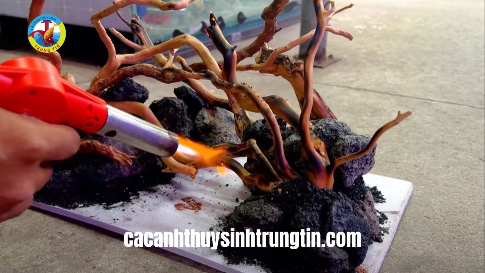 Cách xử lý lũa thủy sinh cho bể cá