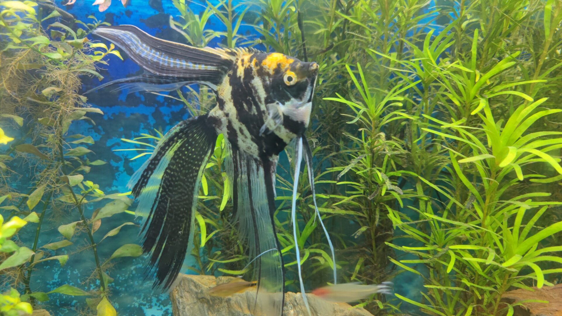 Cách setup bể nuôi cá thần tiên (angel fish) cho người mới bắt đầu