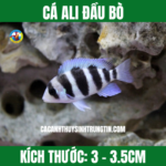 CÁ ALI ĐẦU BÒ