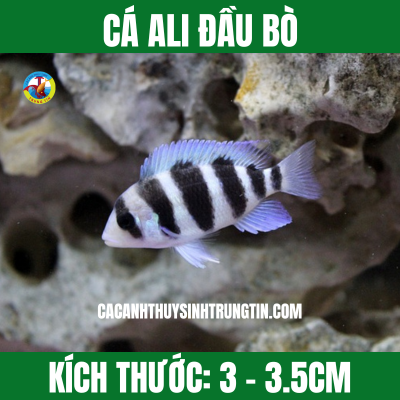 CÁ ALI ĐẦU BÒ