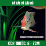 CÁ HẢI HỒ ĐẦU ĐỎ