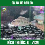 CÁ HẢI HỒ ĐẦU ĐỎ