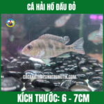 CÁ HẢI HỒ ĐẦU ĐỎ