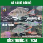 CÁ HẢI HỒ ĐẦU ĐỎ