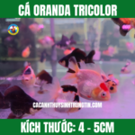 CÁ ORANDA TRICOLOR