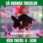 CÁ ORANDA TRICOLOR