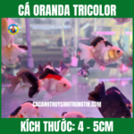 CÁ ORANDA TRICOLOR