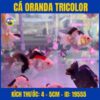 CÁ ORANDA TRICOLOR