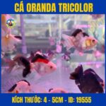 CÁ ORANDA TRICOLOR