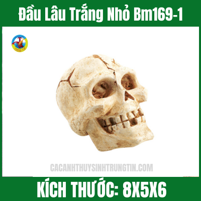 Đầu Lâu Trắng Nhỏ Bm169