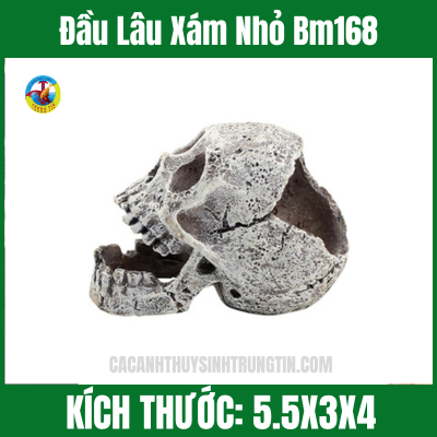 Đầu Lâu Xám Nhỏ Bm168
