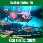 CÁ HỒNG TƯỢNG LỚN