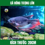 CÁ HỒNG TƯỢNG LỚN