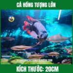CÁ HỒNG TƯỢNG LỚN