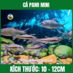 CÁ PAMI MINI