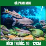 CÁ PAMI MINI