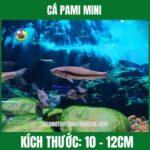 CÁ PAMI MINI