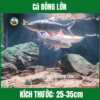 Cá BỖNG LỚN