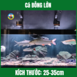 Cá BỖNG LỚN